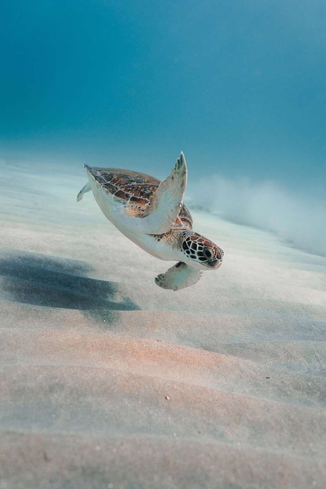 Seeschildkröte über weichem Riffsand