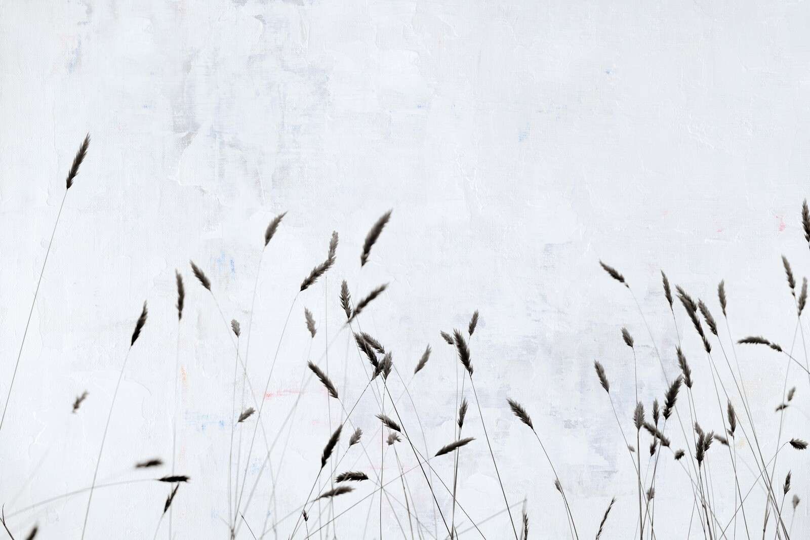 Minimalistisches Feldgras in Stille