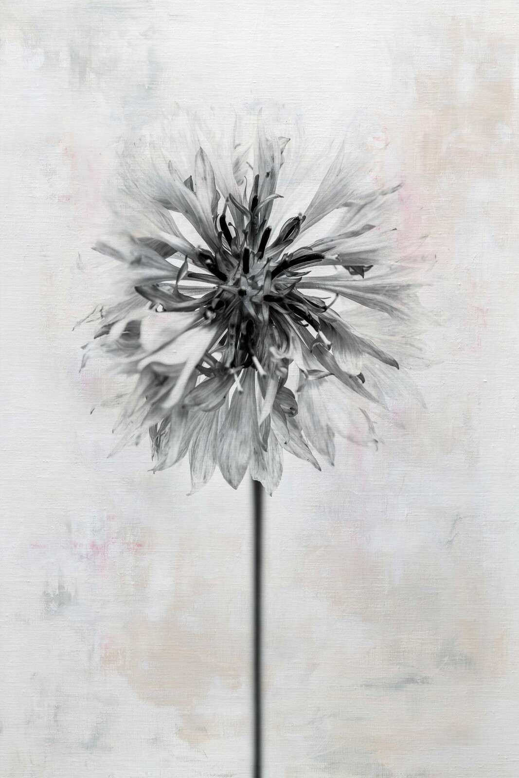 Schwarze Blume auf hellem Hintergrund.