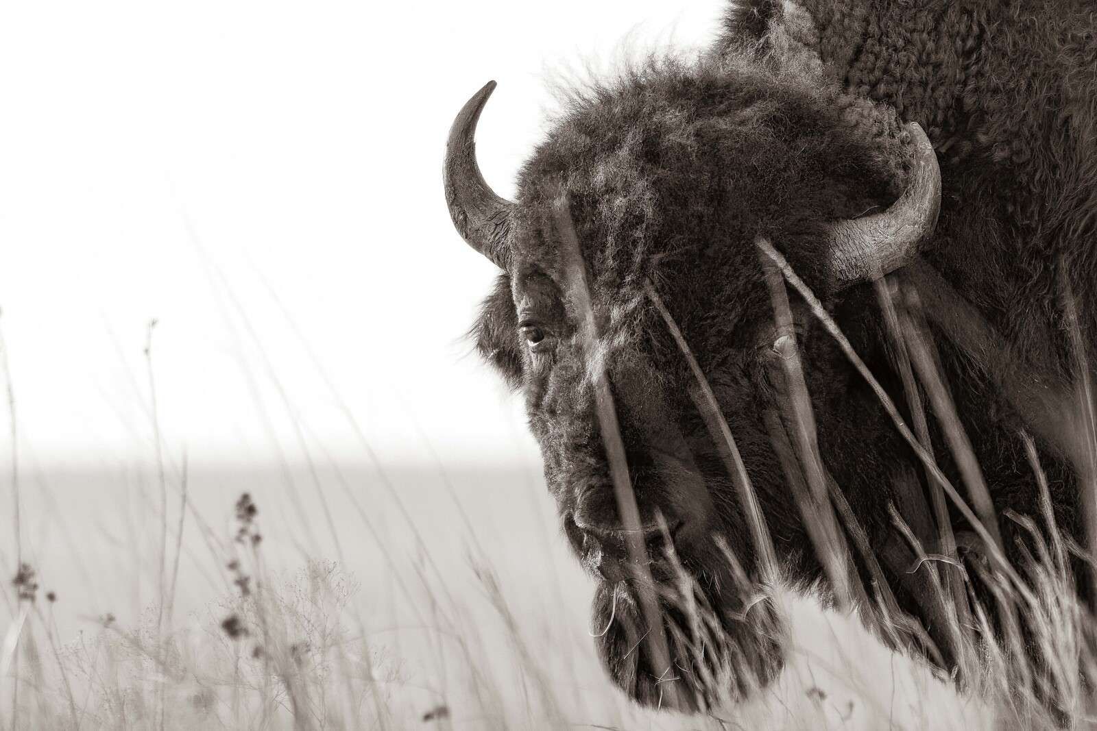 Bison zwischen Präriegrasern