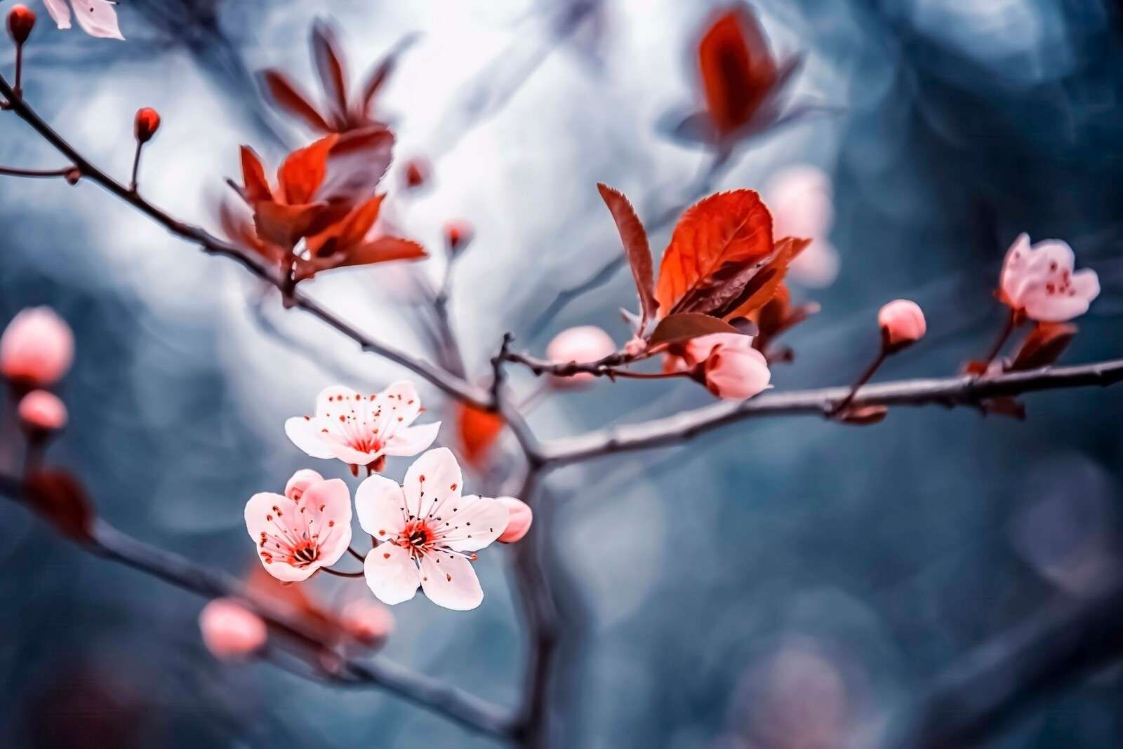 Kirschblüte mit rötlich-braunen Blättern