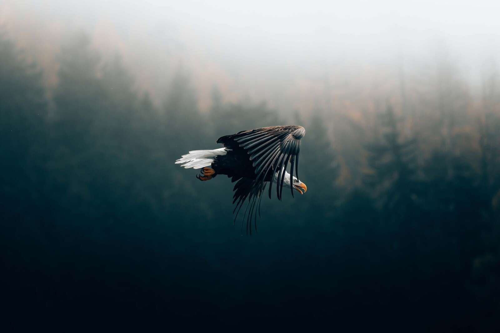 Seeadler über nebligem Wald