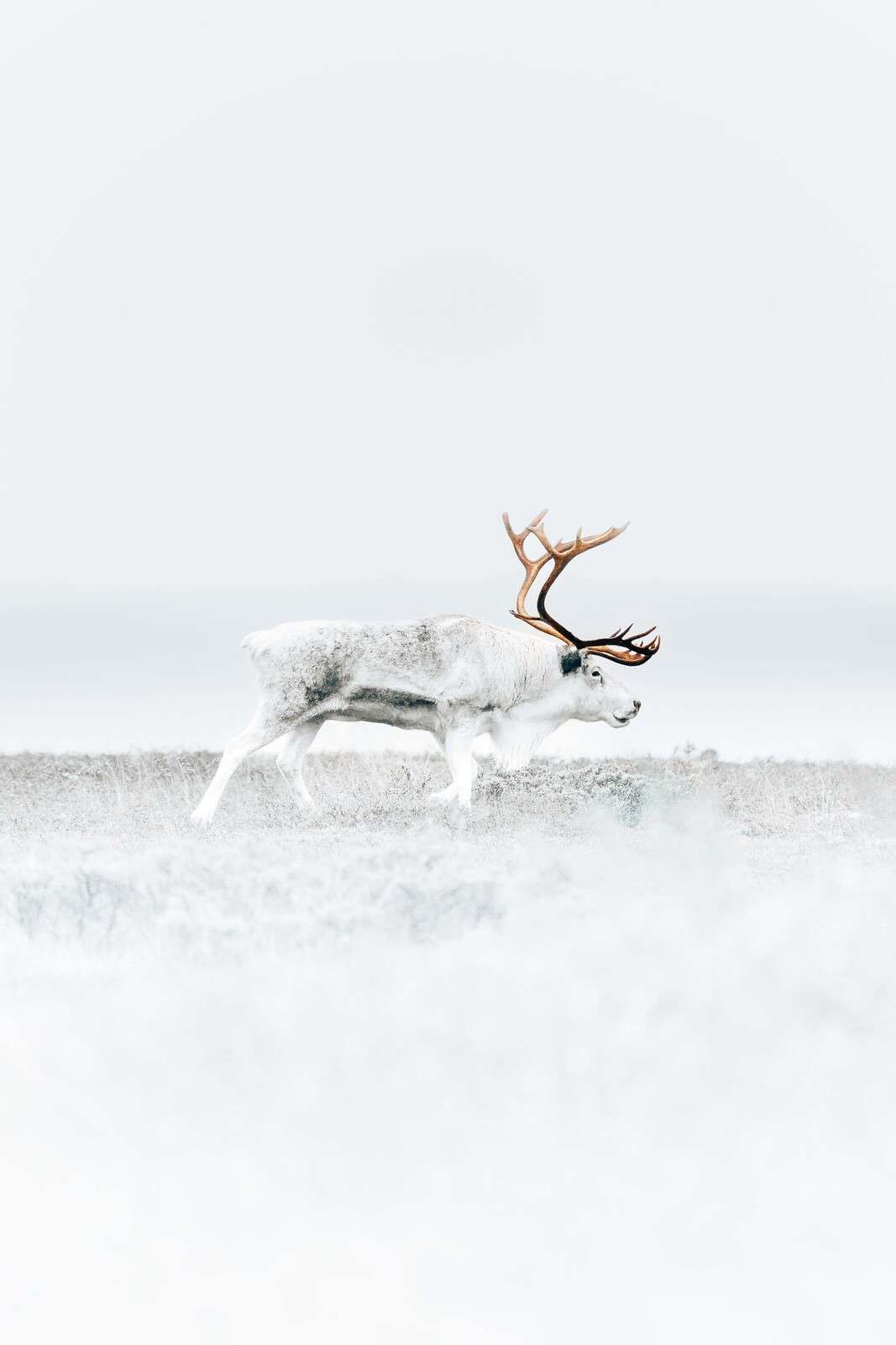 Rentier in eisiger Tundra