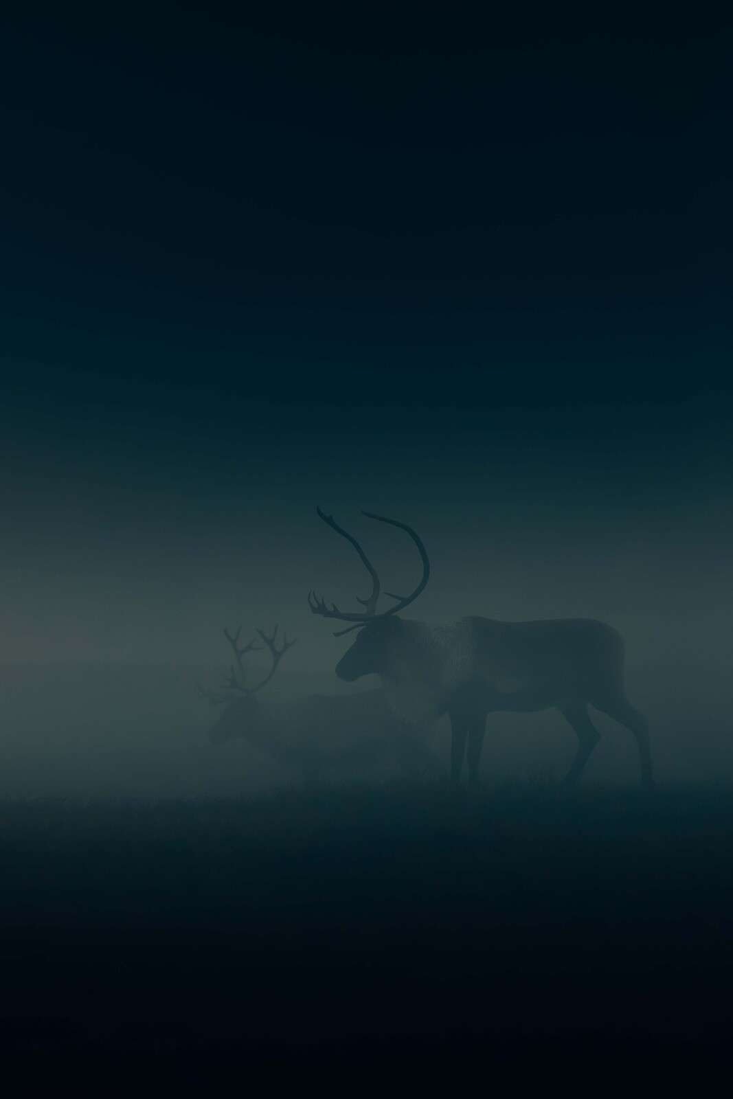 Hirsche im Morgennebel