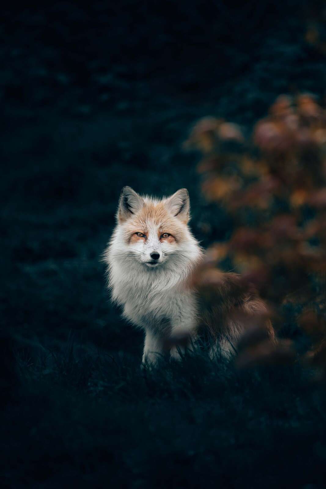 Fuchs in der Dämmerung zwischen Sträuchern