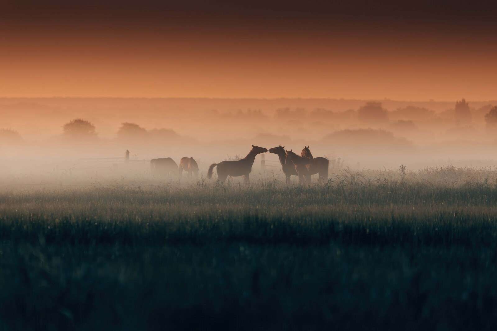 Pferde auf nebliger Morgenweide