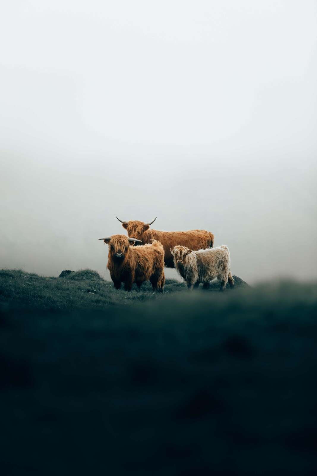 Highlander im Morgennebel