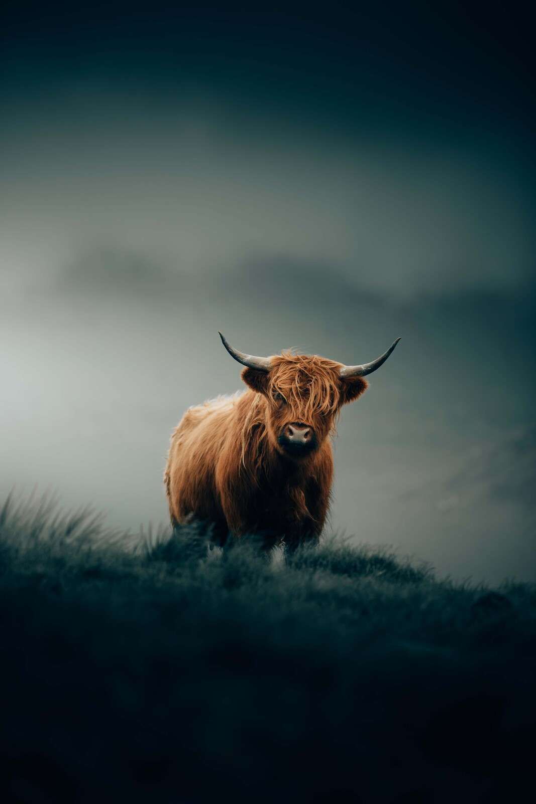 Einsamer Highlander im Morgennebel