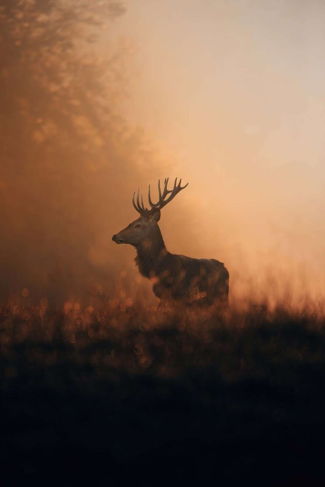 Edelhirsch im goldenen Morgenschleier