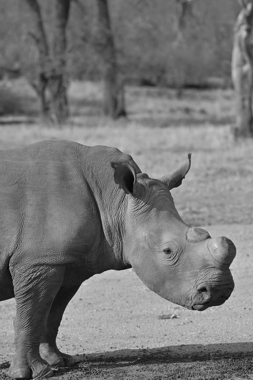 Ruhendes Nashorn in Graustufen