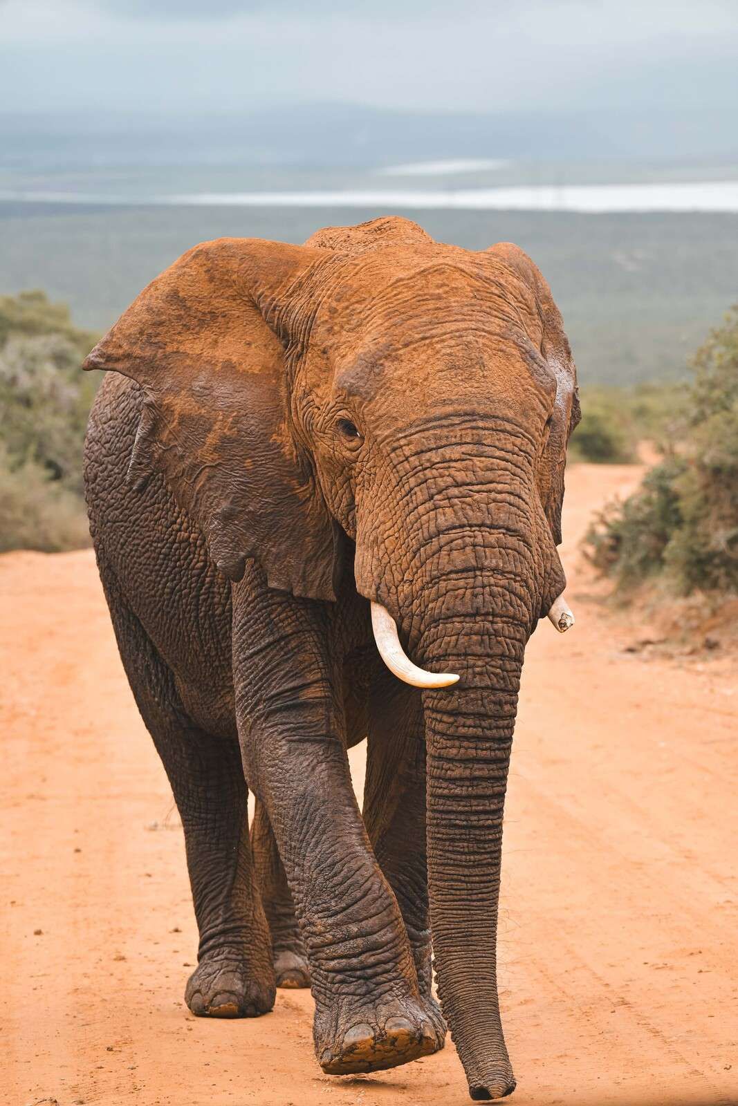 Afrikanischer Elefant in Landschaft