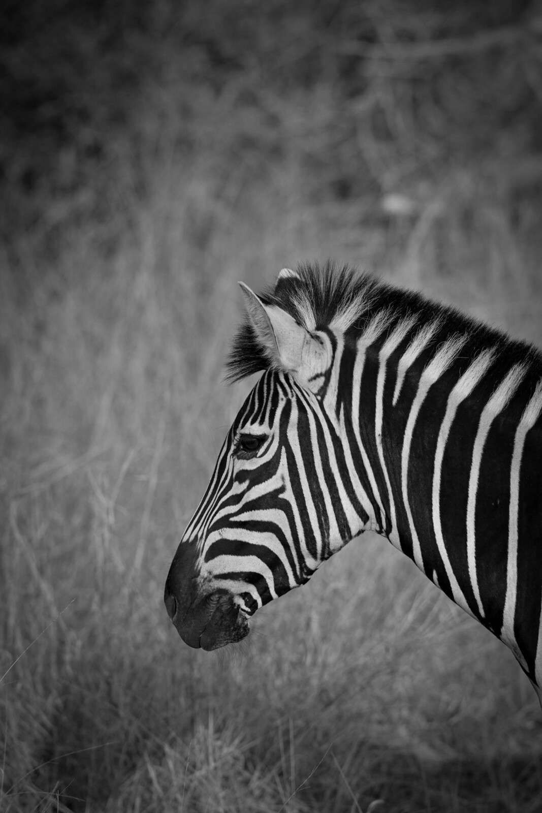 Zebra in kontrastreichen schwarz-weißen Streifen