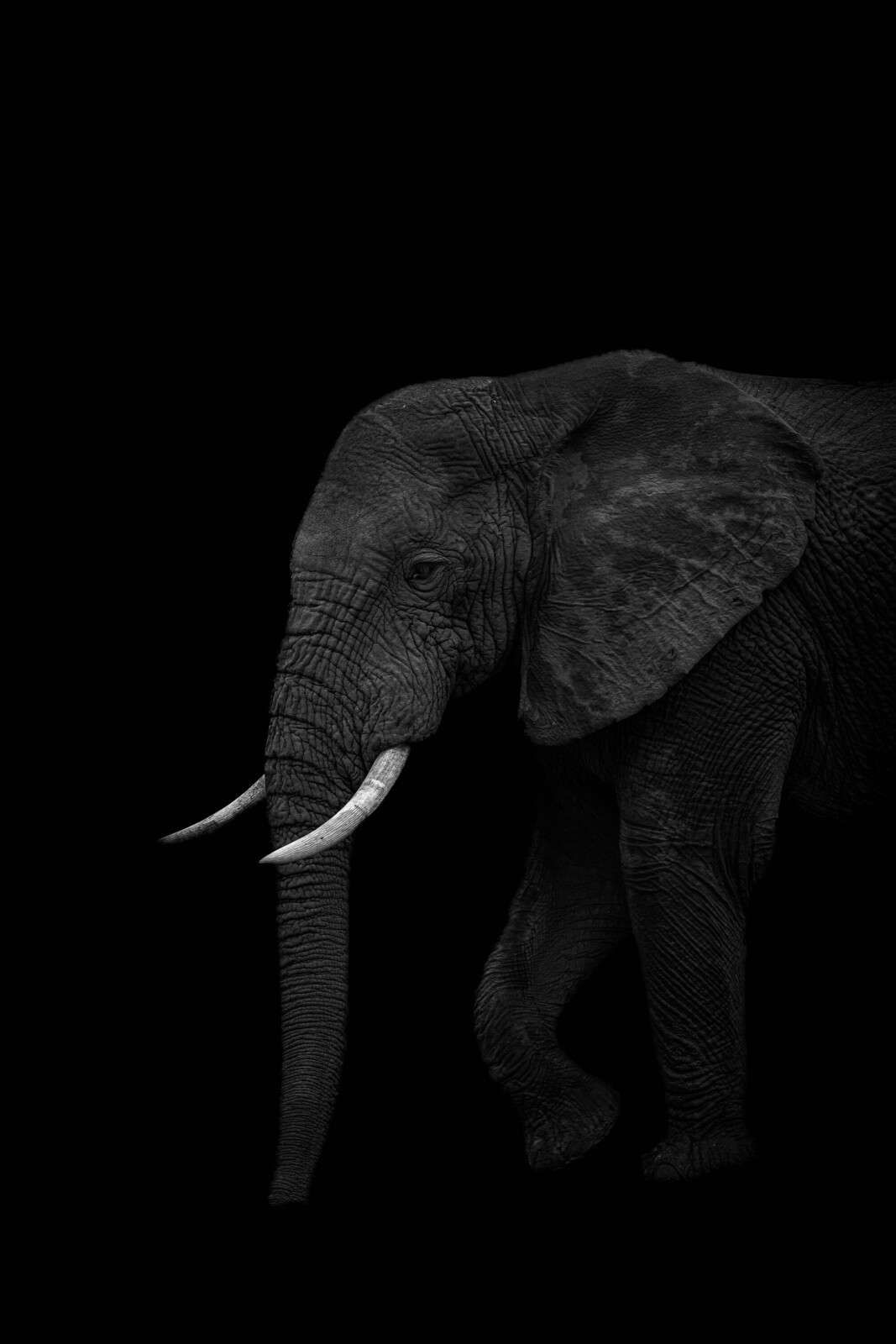 Elefant im dunklen Schatten