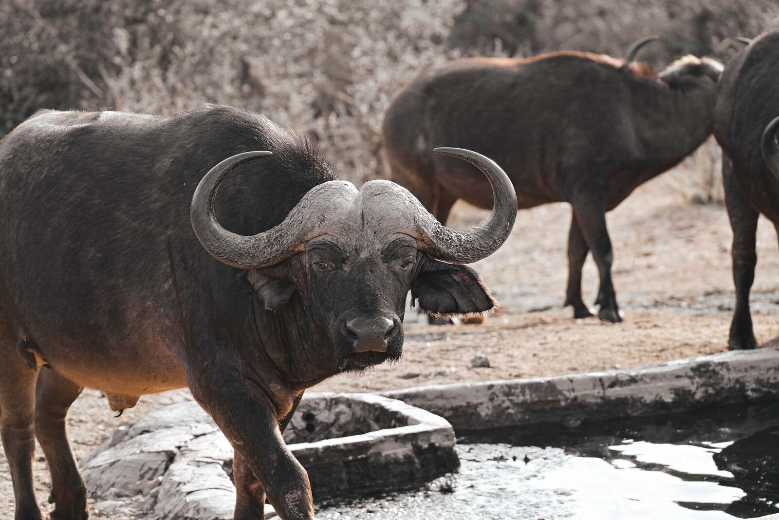 Afrikanischer Büffel an der Wasserstelle