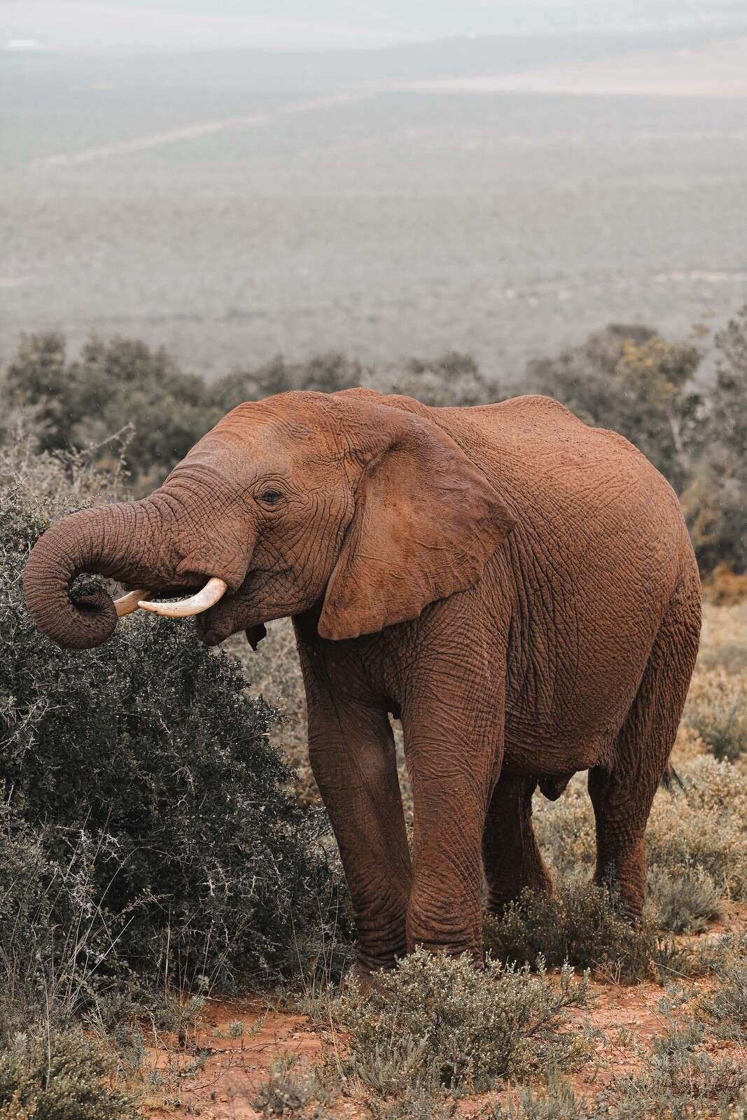 Afrikanischer Elefant in Savannenlandschaft