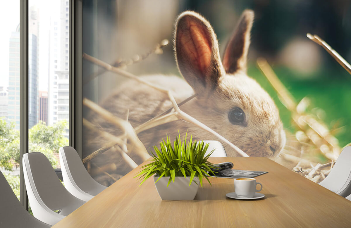 Wallpaper Kaninchen im Stroh 7